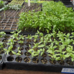 Before being placed in the ground, plants are nurtured in the greenhouse by Karen farmers
