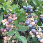 Blueberries_6