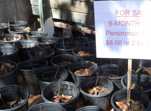 American persimmon trees are on sale for aspiring gardeners.