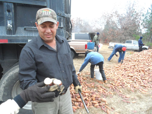 Sweet potatoes number in the hundreds of varieties that range from white and mild to dark red and very sweet. Omar Quintamilla, driver of the truck, cuts open a sweet potato to show that it is a white variety.