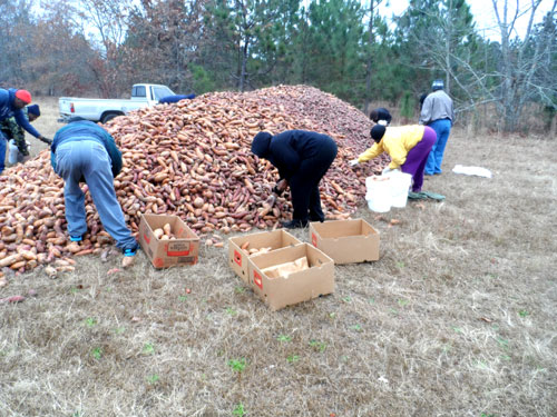 Families loading sweet potatoes into boxes.
