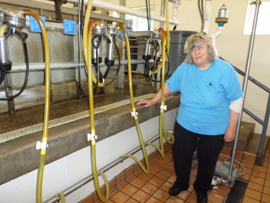 Owner Linda Seligman, very proud of the high standards of cleanliness at her creamery, shows where goats are milked twice a day. Milk travels through stainless steel piping to a holding tank where it is chilled to 35 degrees.