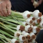 plumg Stripping garlic