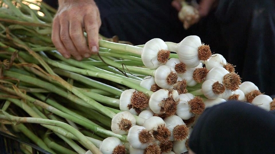 plumg Stripping garlic