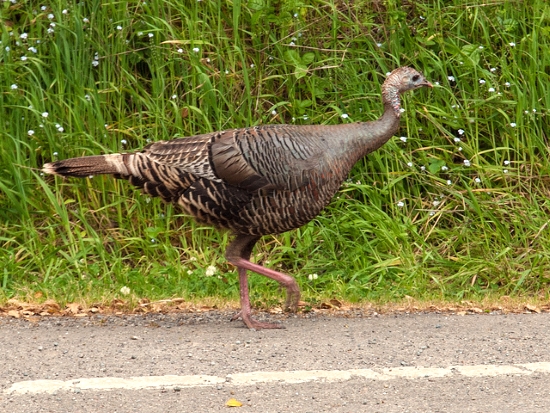 "Wild Turkey (Meleagris gallopavo)" by Franco Folini is licensed under CC BY 2.0.