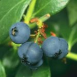 Blueberries photo by Scott Bauer, courtesy of USDA Agricultural Research Service