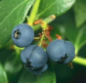 Blueberries photo by Scott Bauer, courtesy of USDA Agricultural Research Service