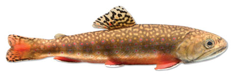 north carolina freshwater fish north carolina freshwater fish