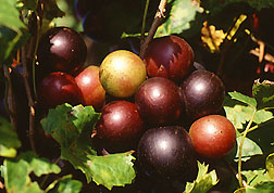 North Carolina State Fruit, Scuppernong Grape