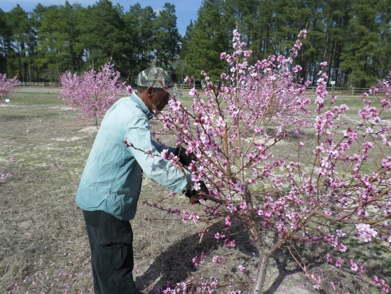 McBride thins out branches of a peach tree at Kalawi Farm in western Moore County.