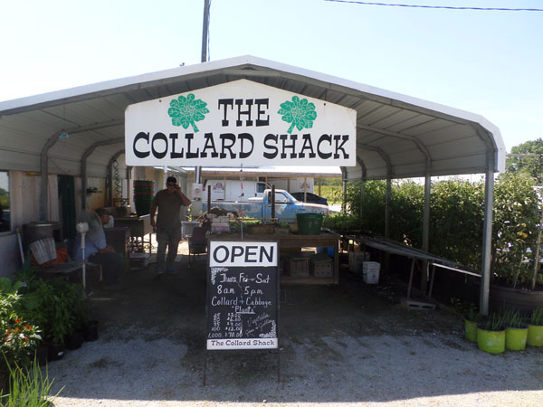 Set back from the highway, The Collard Shack is easy to miss because its parking area is next to the famous Skylight Inn with a silvery dome top that captures everyone’s attention.