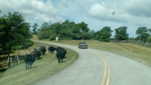 A cattle drive when fences fail. (Seth Church)