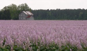 Sage field in Eastern North Carolina