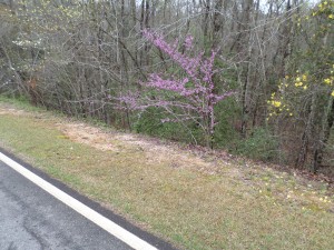 Along a rural N.C. road, this redbud tree ekes out a space with white dogwoods on the left and Carolina jasmine vines on the right. (Ray Linville)