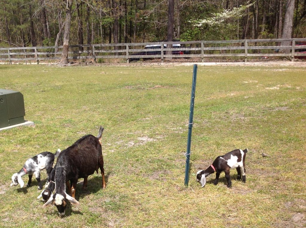 Goats leisurely graze in a field at Paradox Farm.