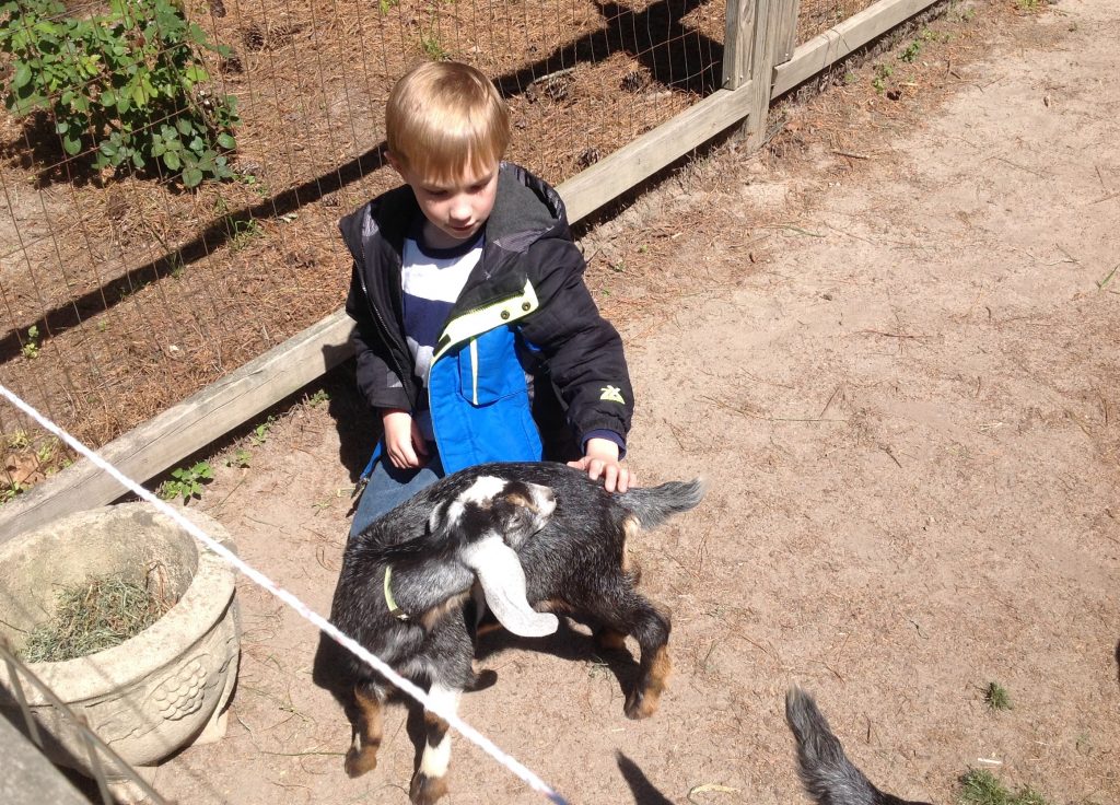 Children were able to pet several of the new baby goats.