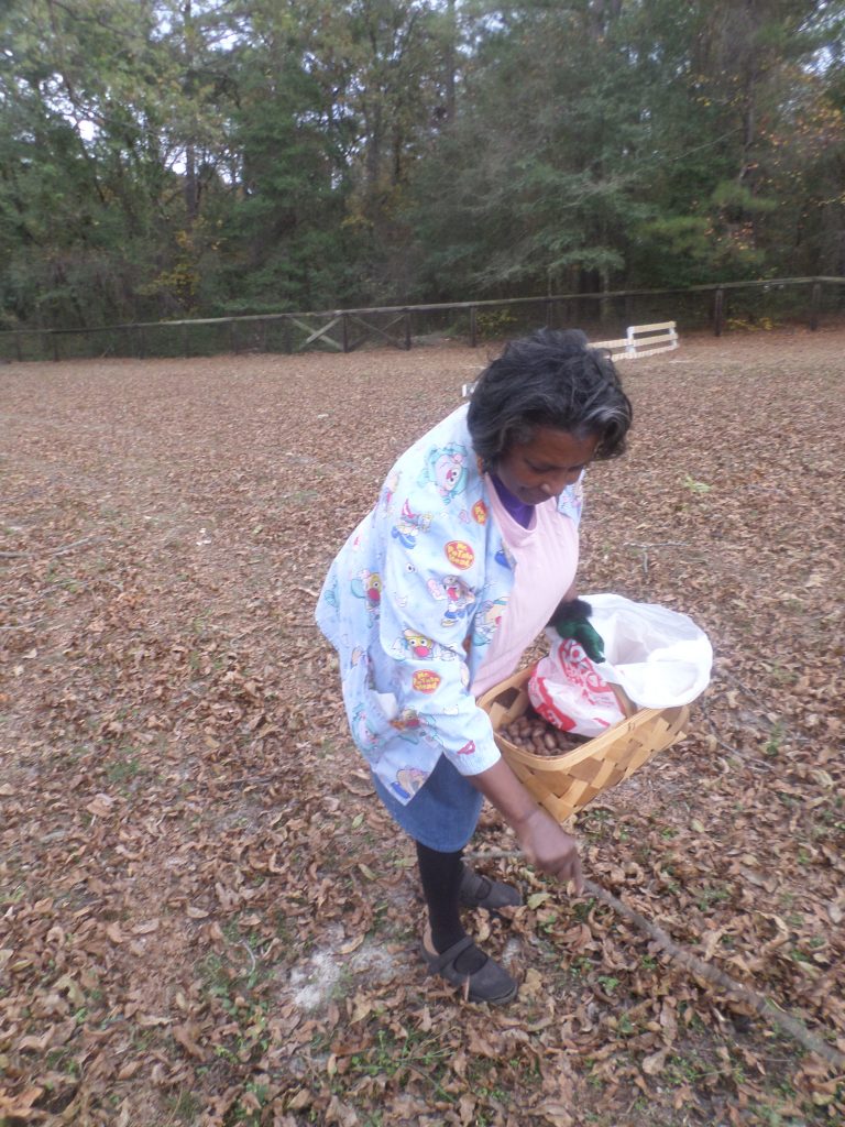 Jinnie Simmons gathers pecans for her holiday baking.