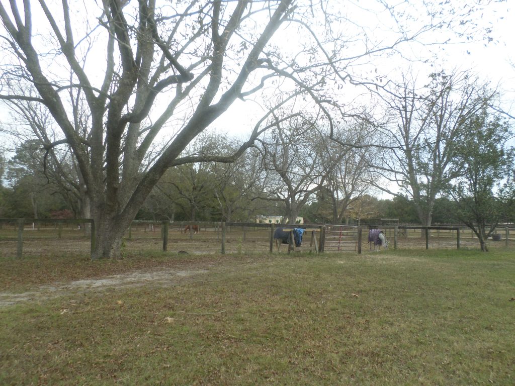 Pecan trees thrive in the paddocks among the horses.