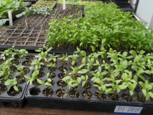 Before being placed in the ground, plants are nurtured in the greenhouse by Karen farmers