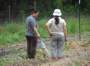 Two members of the Karen refugee community water their sections of the farm.