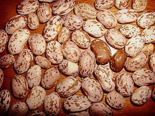 Pinto Beans by Basswulf/cc2.0