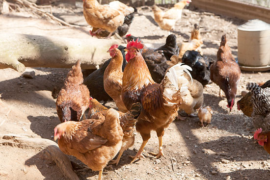 Janet prepares my mind with the following perspective: “While he’s in the pen, he’s chicken. Outside the pen, he’s a carcass.”