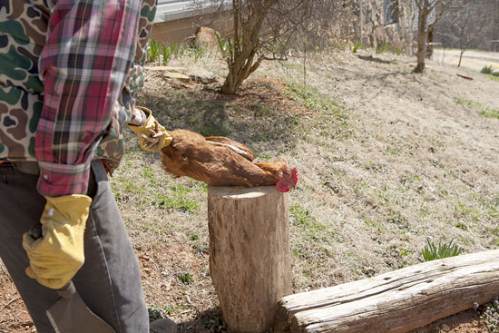 The rooster’s final moments before his circle of life is complete.