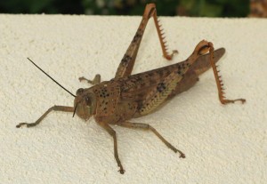 grasshopper