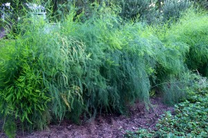 asparagus bed