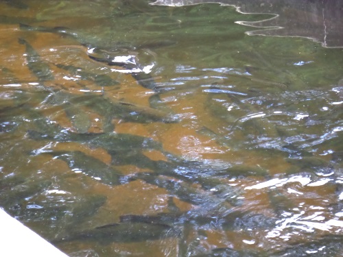 Trout in raceways grow to mature size.