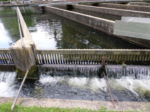 Water rapidly exits raceways to rejoin Pigeon River.