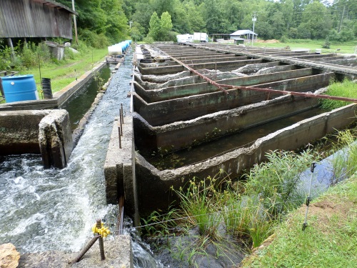 Water from Lake Logan flows into multiple raceways at the rate of 5,000 gallons a minute. The electric wire in the foreground keeps bears from pilfering the trout.