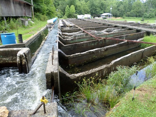 Water from Lake Logan flows into multiple raceways at the rate of 5,000 gallons a minute. The electric wire in the foreground keeps bears from pilfering the trout. 