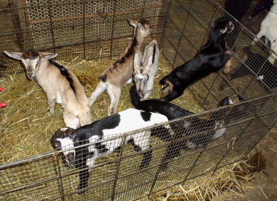 Newborn kids are part of the family for owner Linda Seligman who sleeps nearby. It takes about four hours to bottle-feed all the newborn babies.