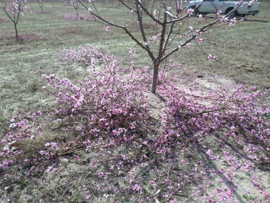 Fallen branches underneath a tree show how much growth is removed.