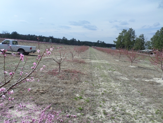 Only McBride’s white pickup truck is a sign that any activity is happening in the orchard.