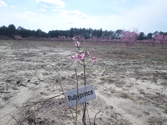 Young trees such as this Ruby Prince are trained to a shape that allows them to bear a full crop.