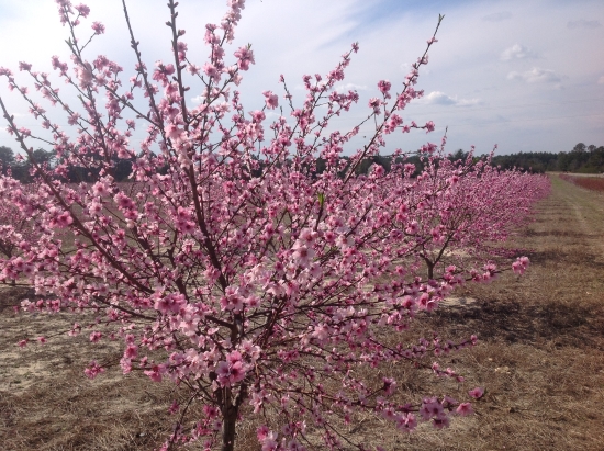  Trees in the Sandhills awaken at springtime and stand ready for their early spring pruning.