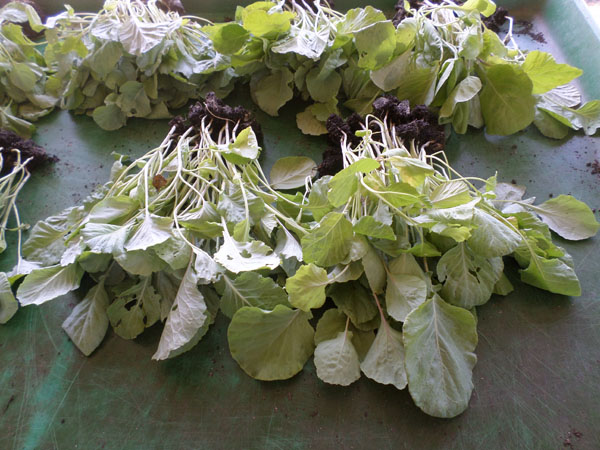 Yellow cabbage collard bedding plants come in multiples of 25 at The Collard Shack.