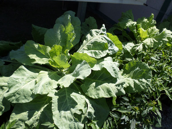 The luscious collard leaves at The Collard Shack can inspire any novice grower.