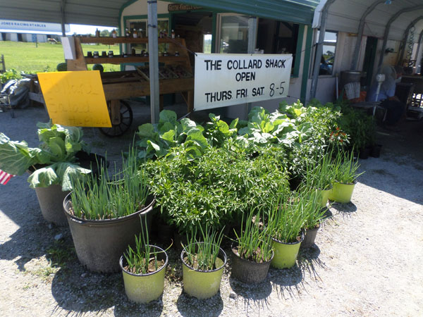 nion, pepper and collard plants are ready for purchase.