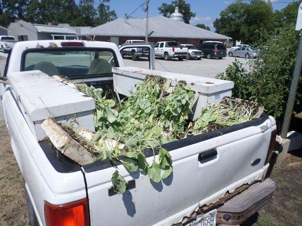 New bedding plants are brought frequently from the nearby collard fields.