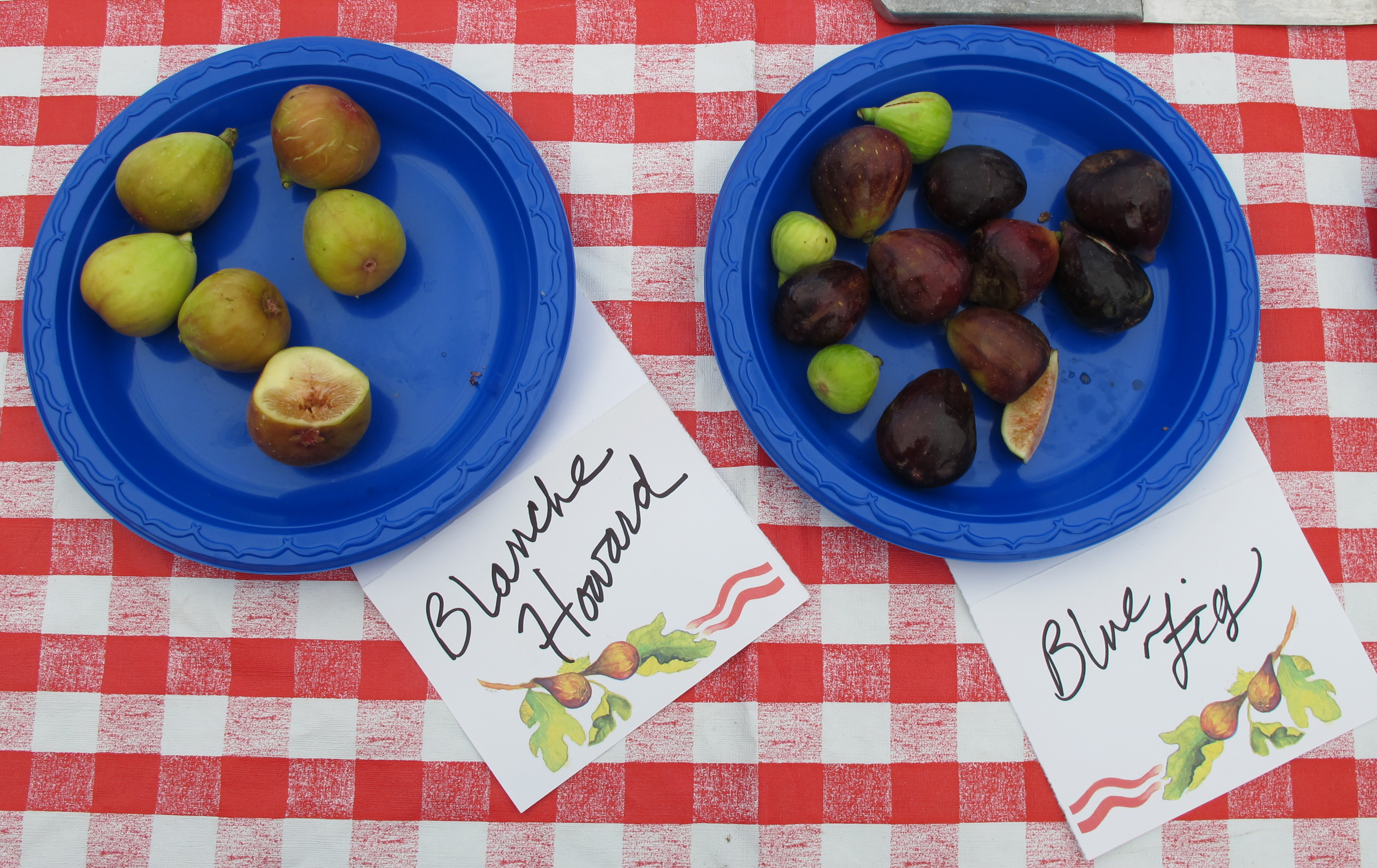 The Blanche Howard Fig, so named because Chester found the variety in her yard, and the Blue Fig. Photo: Leanne Smith