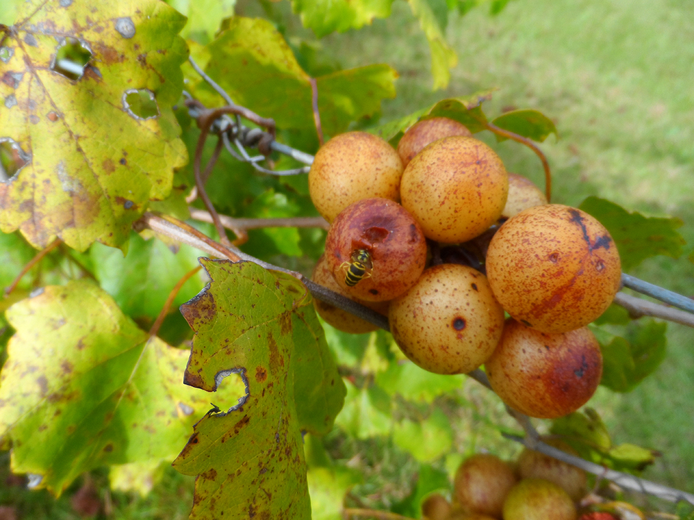 When you pick, be careful to leave bees alone, such as this one on a scuppernong vine. (Ray Linville)