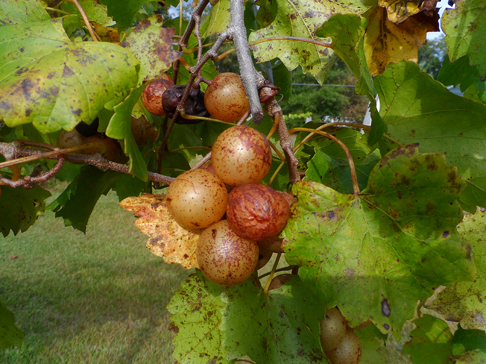 Scuppernong grapes are ready for picking in North Carolina.