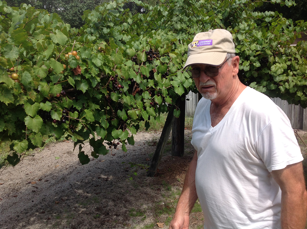 George Whellis cultivates several muscadine varieties behind his home in Wilmington.