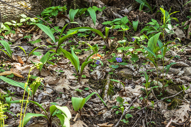 Wild Ramps photo by Jesse Thornton