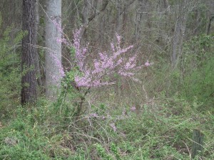 Redbuds are tolerant of poor soil and thrive in North Carolina in locations unfavorable for other plants. (Ray Linville)