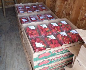Boxed flats of strawberries