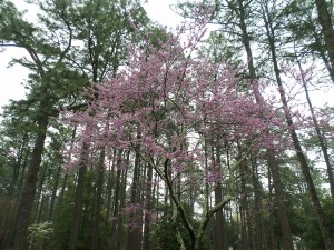 By the side of rural roads, redbuds often appear as the understory to pines and other taller trees. (Ray Linville)